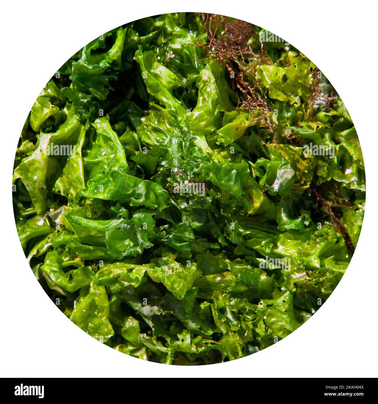 Algues vertes fraîches à larges feuilles, morceaux d'algues fraîches de la mer, arrière-plan transparent isolé Banque D'Images