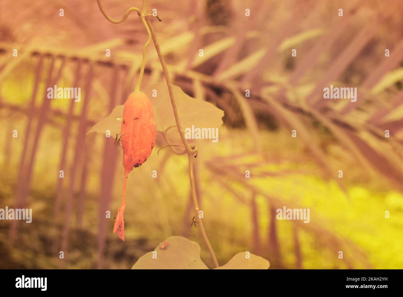 image infrarouge de la plante de légumes-gourdes rampant de la ferme Banque D'Images