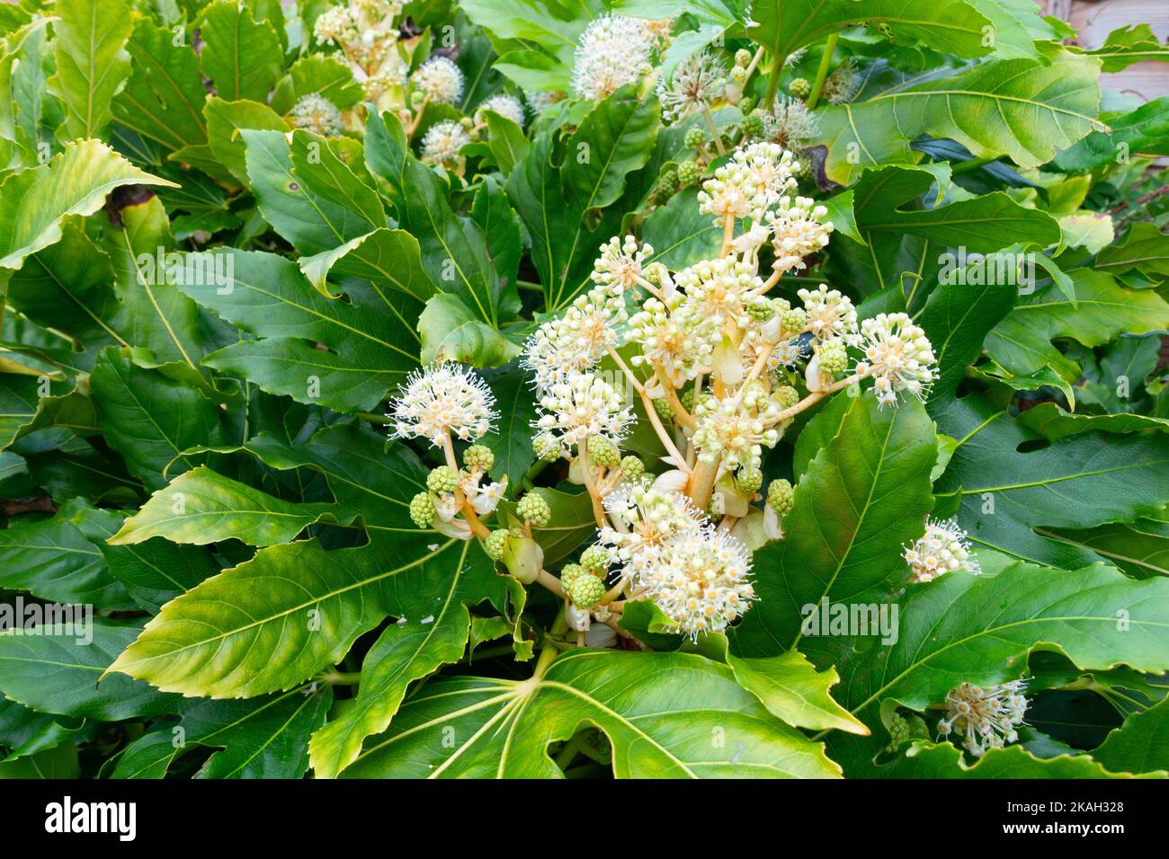 Fatsia japonica (Fatsi) ou Aralia japonica japonaise montrant des fleurs dans un jardin du Nord du Yorkshire Banque D'Images