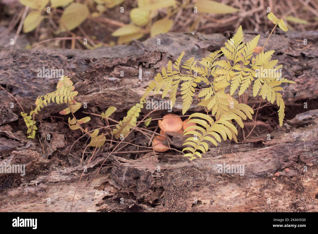 image infrarouge des espèces sauvages qui fougères la croissance des feuilles à la plantation. Banque D'Images