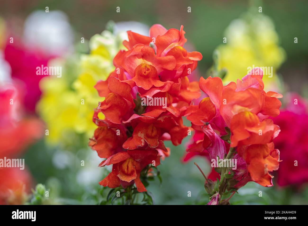 La belle fleur de dragon d'Antirrhinum majus fleurit dans le jardin Banque D'Images