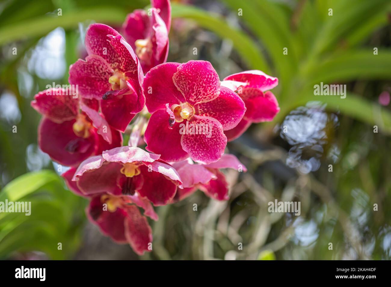 Fleurs d'orchidées de Vanda rouge dans le jardin Photo Stock - Alamy