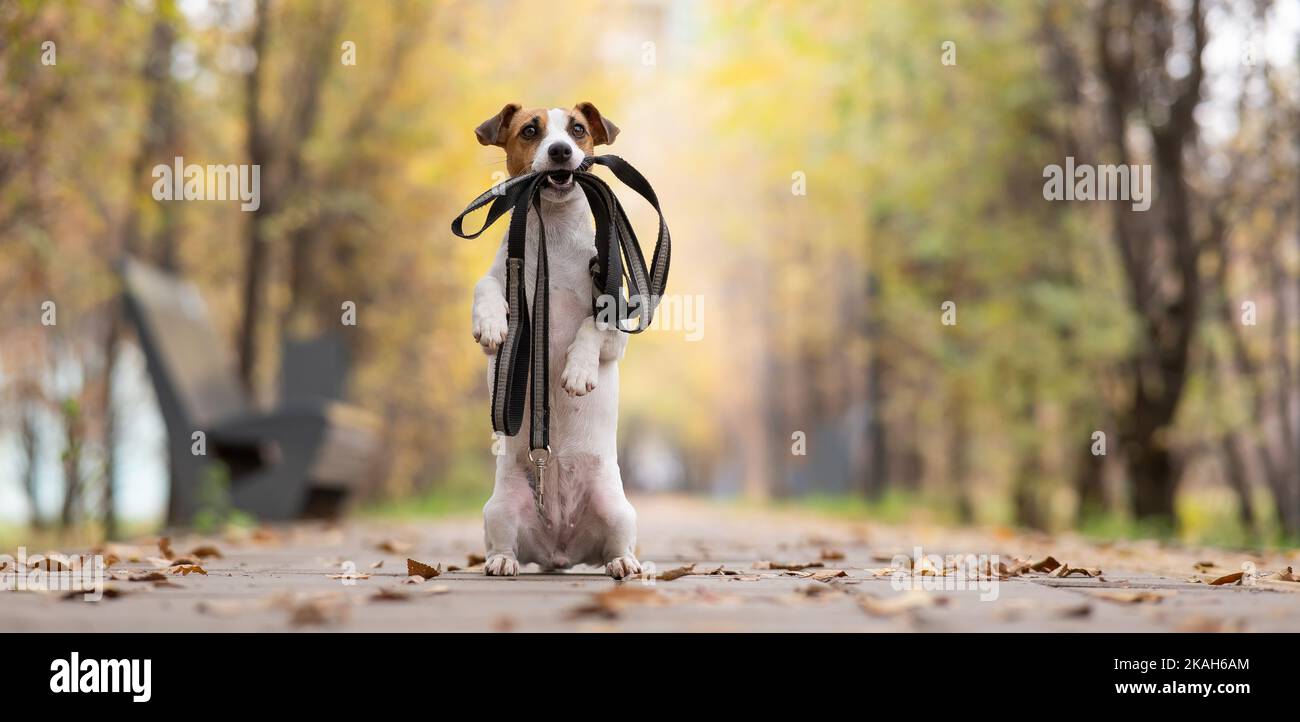 Le chien Jack Russell Terrier tient une laisse pour une promenade dans le parc d'automne. Banque D'Images Le chien Jack Russell Terrier tient une laisse pour une promenade dans le parc d'automne. Banque D'Images