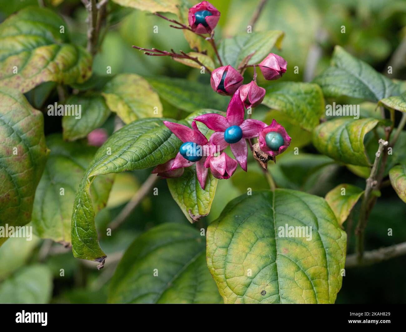 Le joyau bleu, comme les baies de Clerodendrum trichotomum var. Fargesii, est envoyé contre le feuillage d'automne à coloration lente Banque D'Images