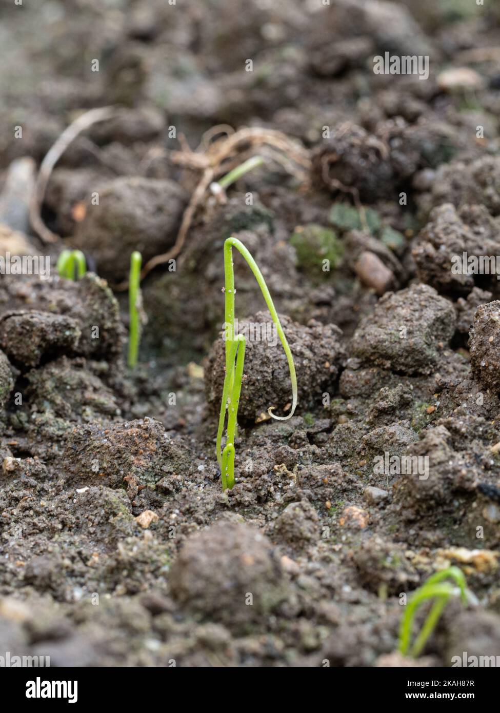 Un gros plan de semis d'oignon nouveau germé montrant le cotylédon en boucle typique Banque D'Images