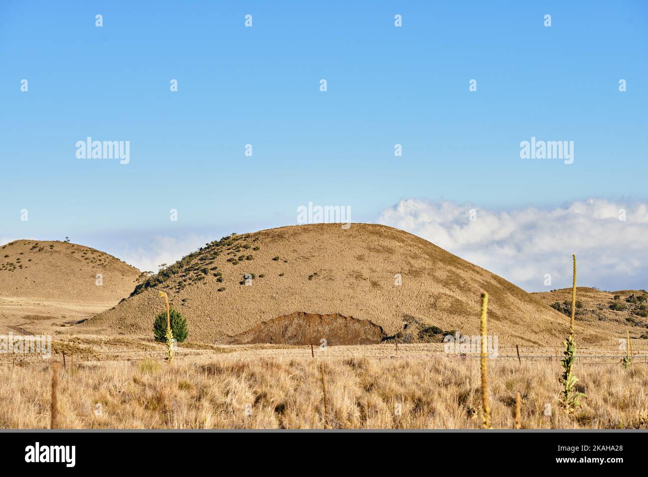 Hawaï - volcans de la Grande île. Nature sauvage de l'État d'Hawaï, États-Unis. Banque D'Images