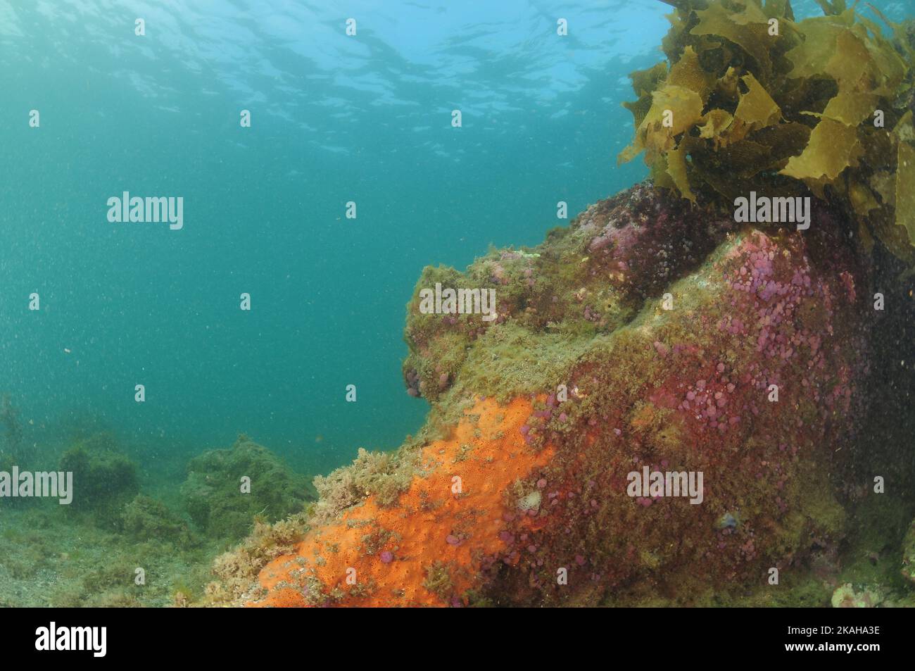 Récif rocheux en eau peu profonde recouvert d'éponges à l'orange et de tuniciers composés de pourpre . Lieu: Leigh Nouvelle-Zélande Banque D'Images