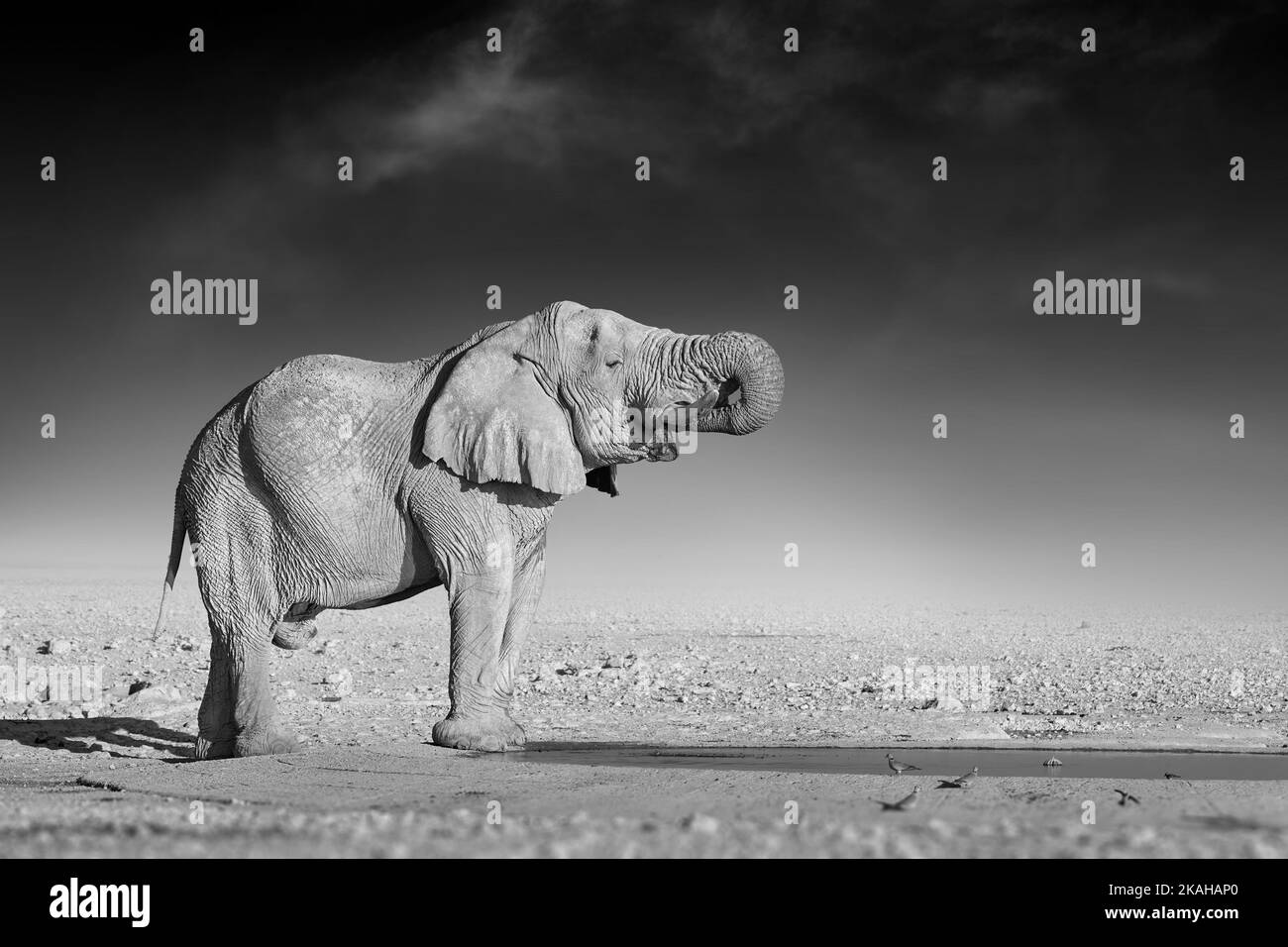 Beaux-arts, photo en noir et blanc d'un éléphant d'afrique sur fond sombre, debout sur la rive du bool, tronc risqué, eau potable. N/a Banque D'Images