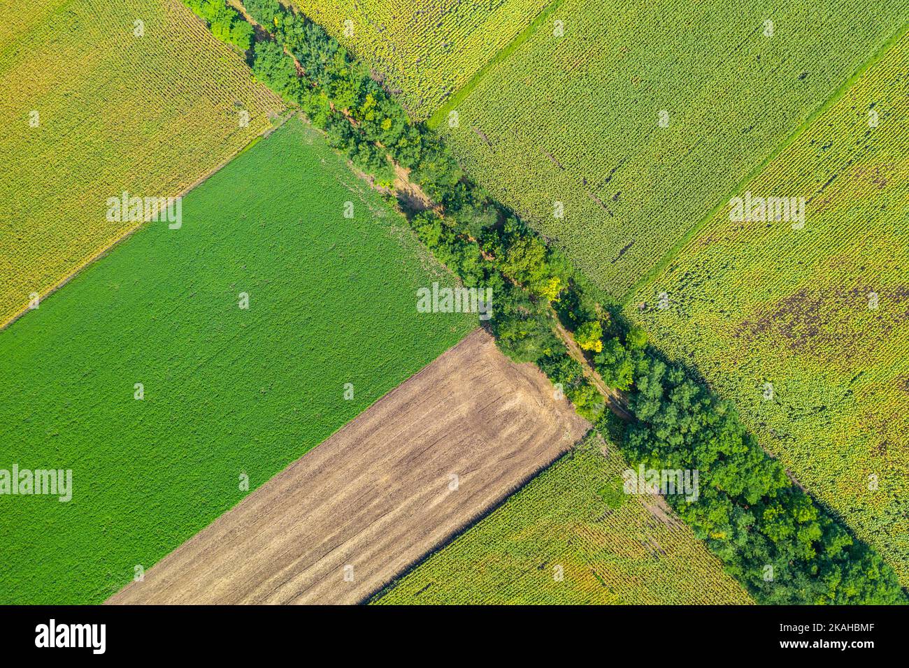 Vue aérienne des champs agricoles. Paysage aérien sur le maïs, les tournesols, le soja et les champs avec des balles de paille, des arbres Banque D'Images