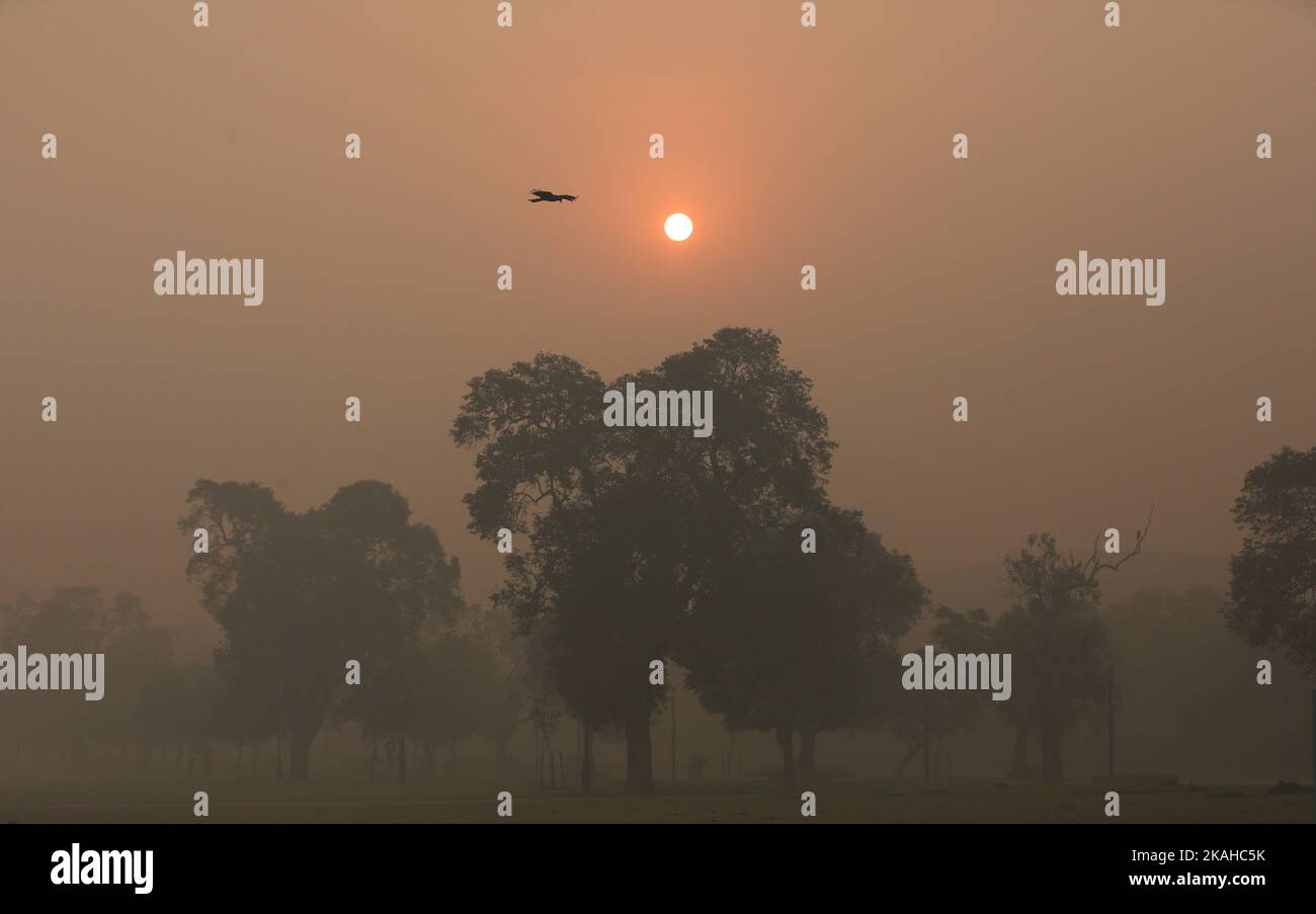 New Delhi, Inde. 3rd novembre 2022. Un oiseau vole dans un climat de smog épais à New Delhi, en Inde, le 3 novembre 2022. La pollution de l'air dans la capitale de l'Inde, Delhi, et ses environs continue d'être un problème. Le problème s'enorne principalement pendant les mois d'hiver où la densité de l'air diminue comparativement. Crédit : Javed Dar/Xinhua/Alay Live News Banque D'Images