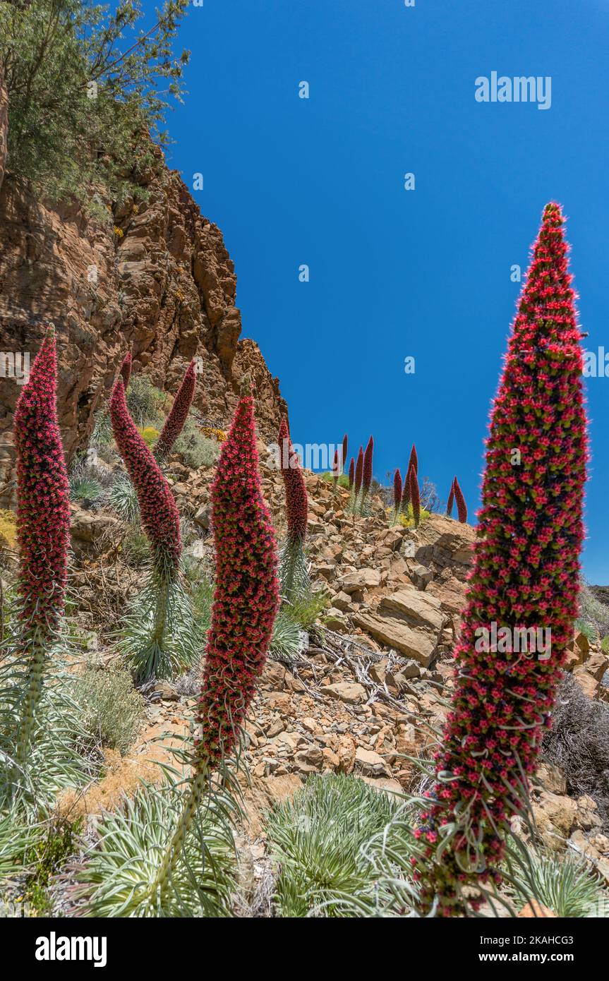 De nombreux cônes de bugloss rouge sur fond bleu ciel et colline rocheuse Banque D'Images