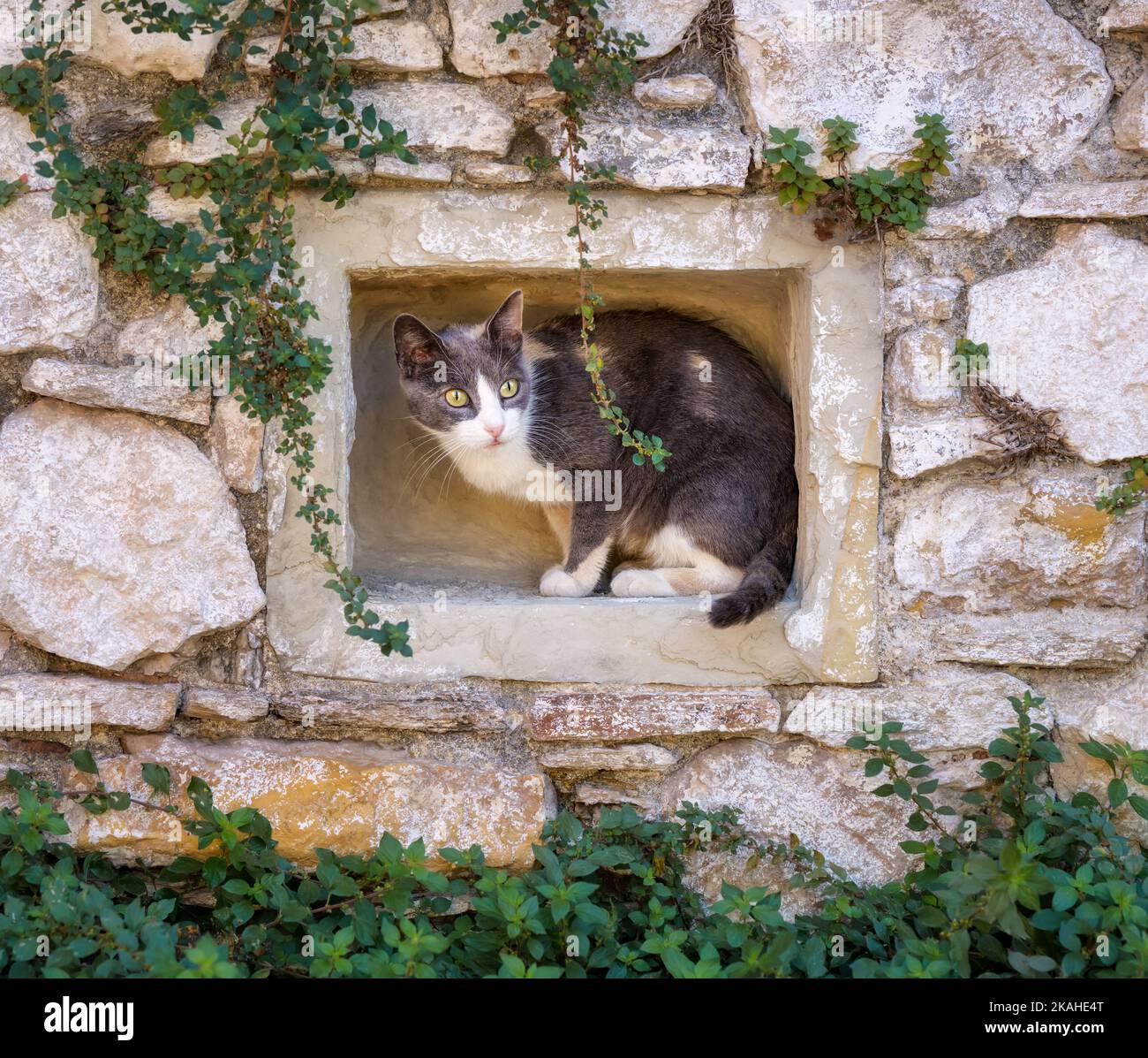Chat assis et piquant d'un cachette dans un trou de mur rocheux, Grèce. Banque D'Images