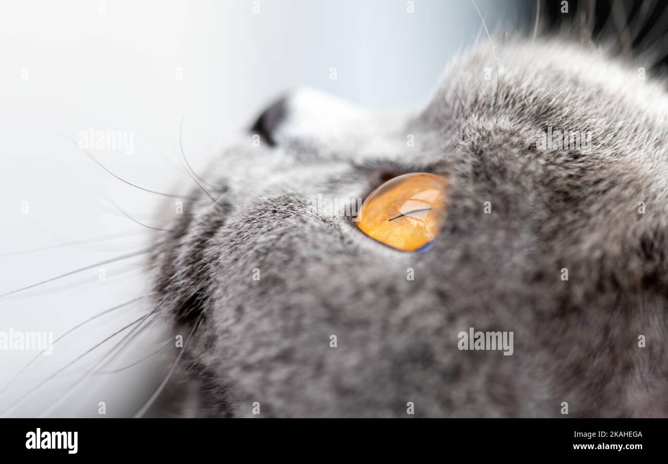 Portrait en gros plan d'un chat gris britannique à courte distance qui regarde vers le haut Banque D'Images