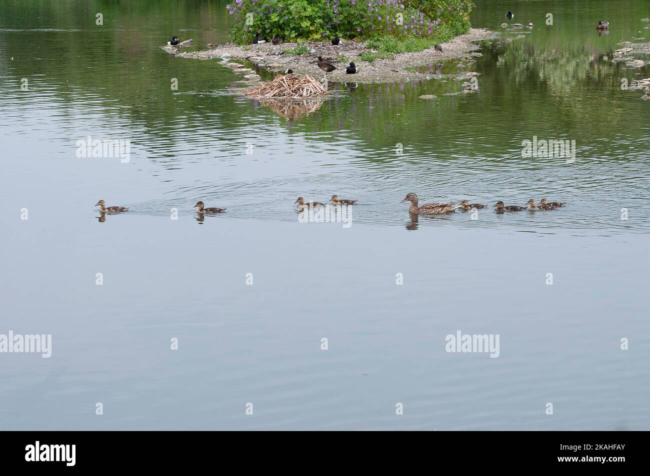 canards nageant à travers un étang avec un coot nichant en arrière-plan Banque D'Images