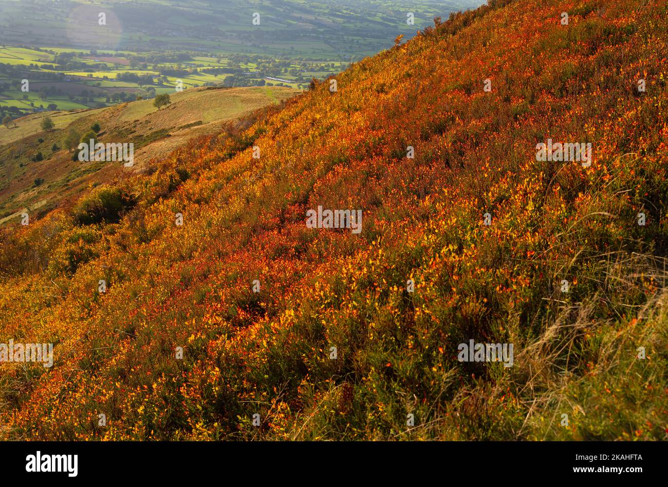 Les pentes de Moel Famau avec baies à fruits, chaîne de Clwydian, Denbighshire, pays de Galles du Nord Royaume-Uni. Banque D'Images