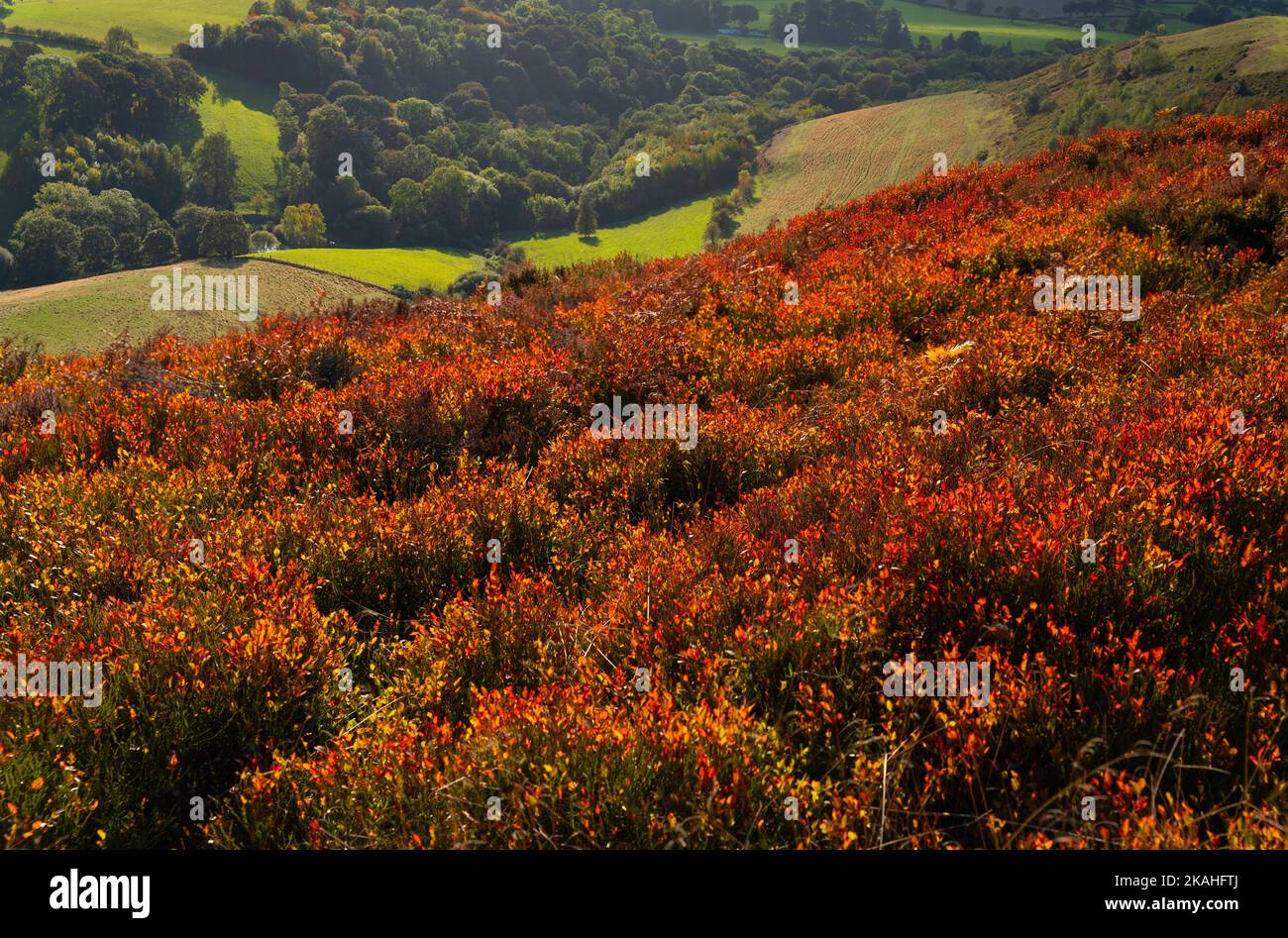 Les pentes de Moel Famau avec baies à fruits, chaîne de Clwydian, Denbighshire, pays de Galles du Nord Royaume-Uni. Banque D'Images