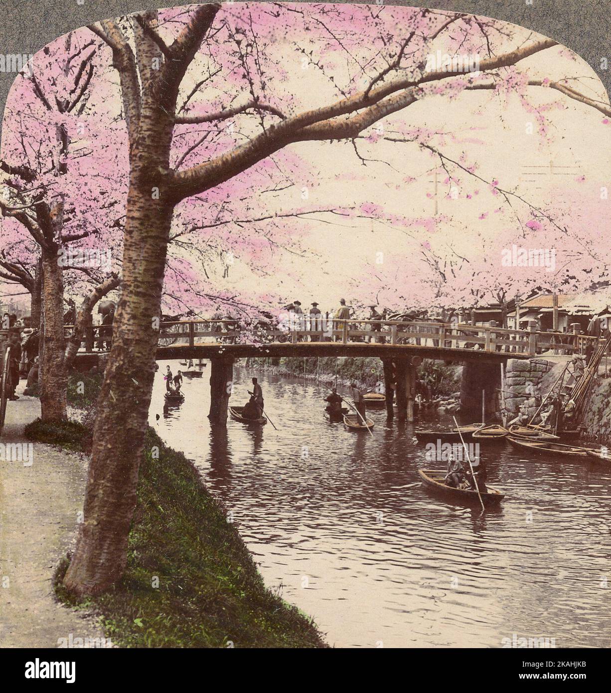 Japon, pont et arbres en fleurs Banque D'Images