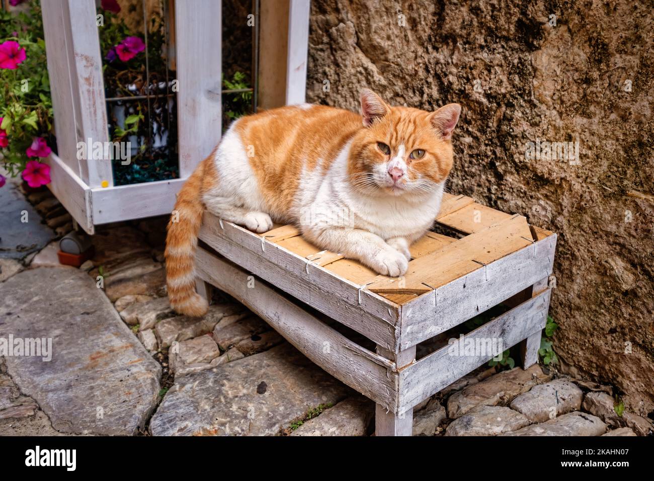 Chat rouge paresseux dans la ville de montagne d'Erice sur l'ouest de la Sicile, Italie Banque D'Images