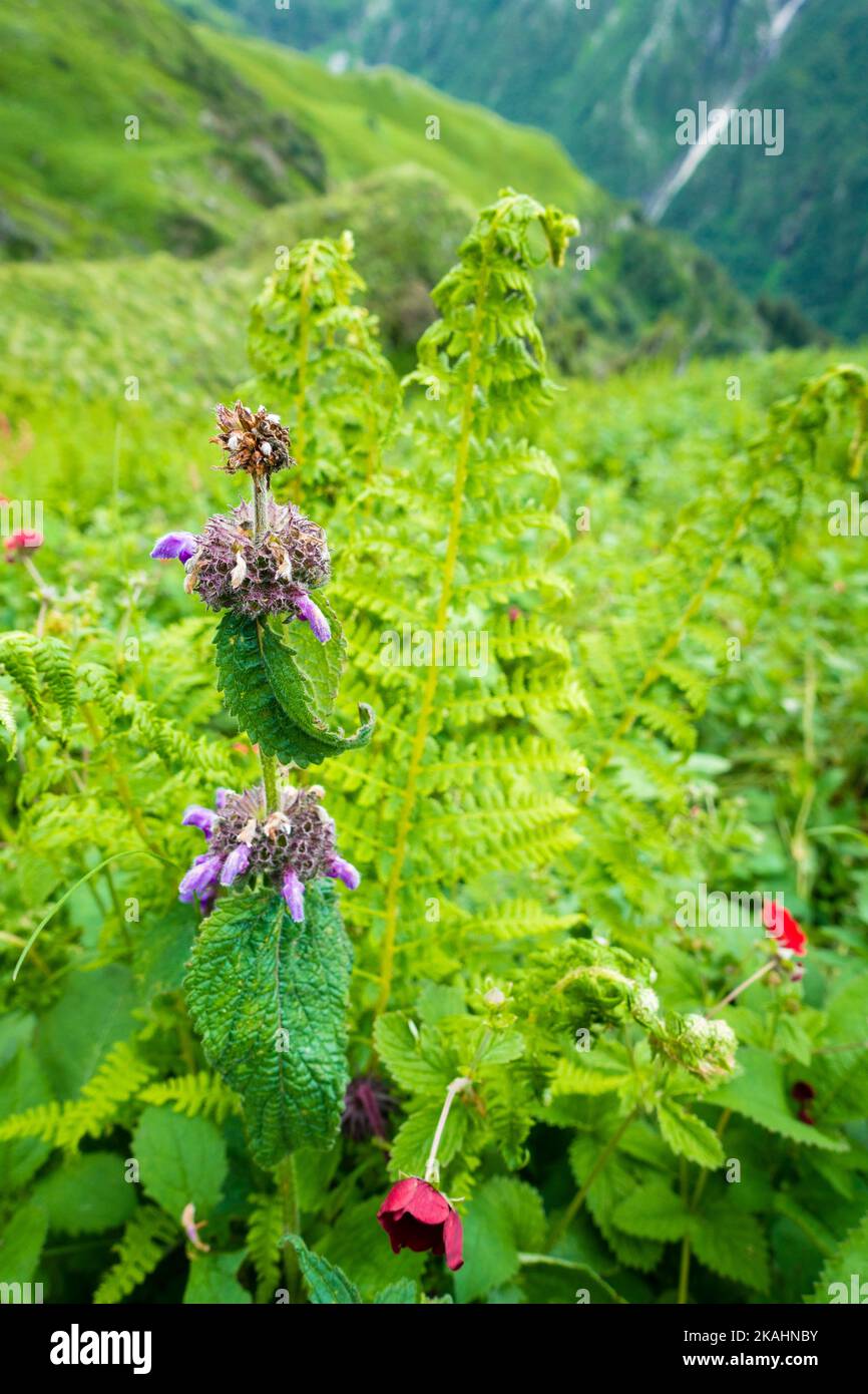 La menthe à tiges courtes, les fleurs violets de Nepeta subsessilis et les bourgeons dans les contreforts de l'Himalaya. Himachal Pradesh. Banque D'Images