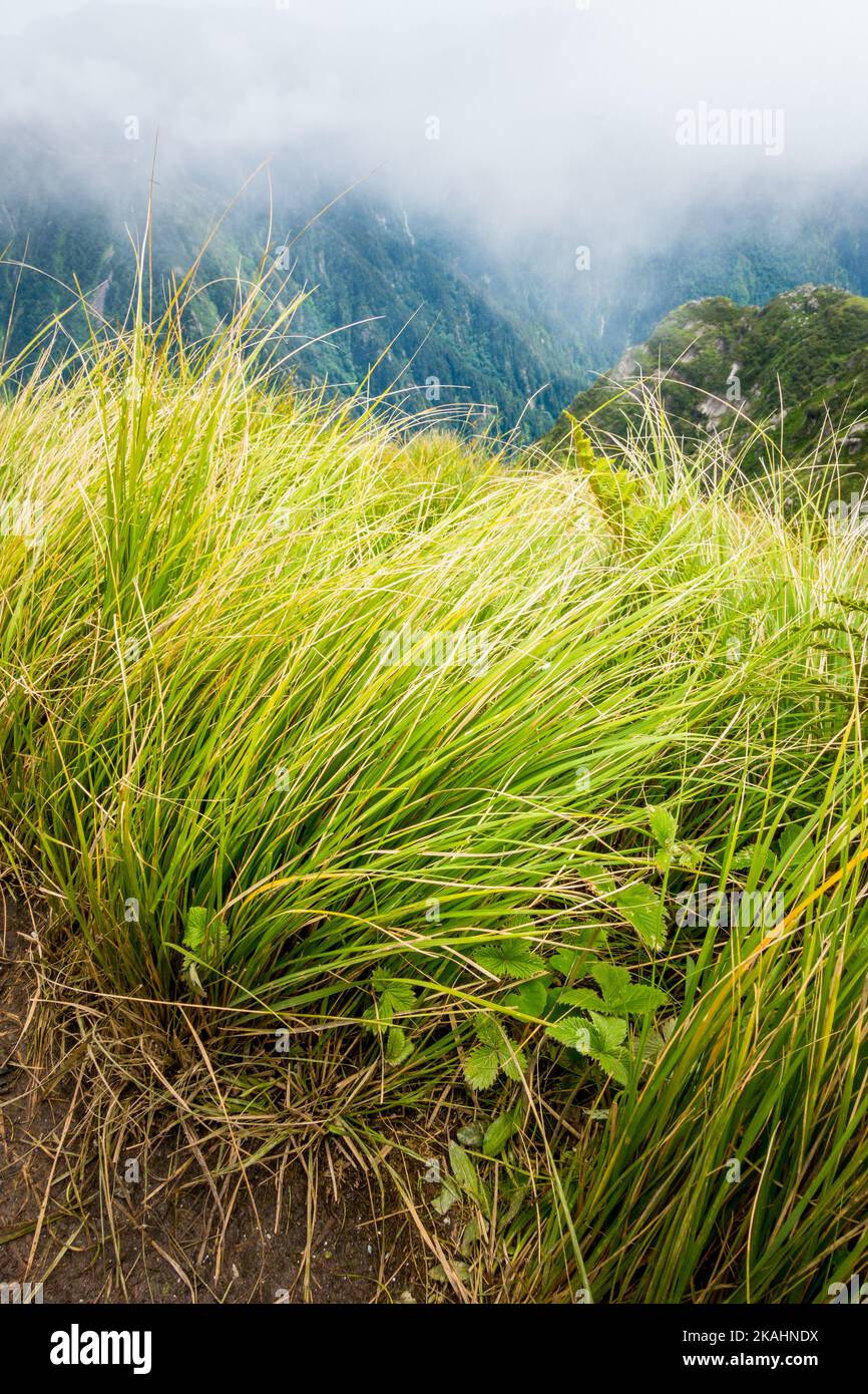 L'herbe de carex ou de front de l'Himalaya noir se trouve dans les prés de haute montagne de la région de l'Himalaya dans l'Himachal Pradesh Inde. Banque D'Images