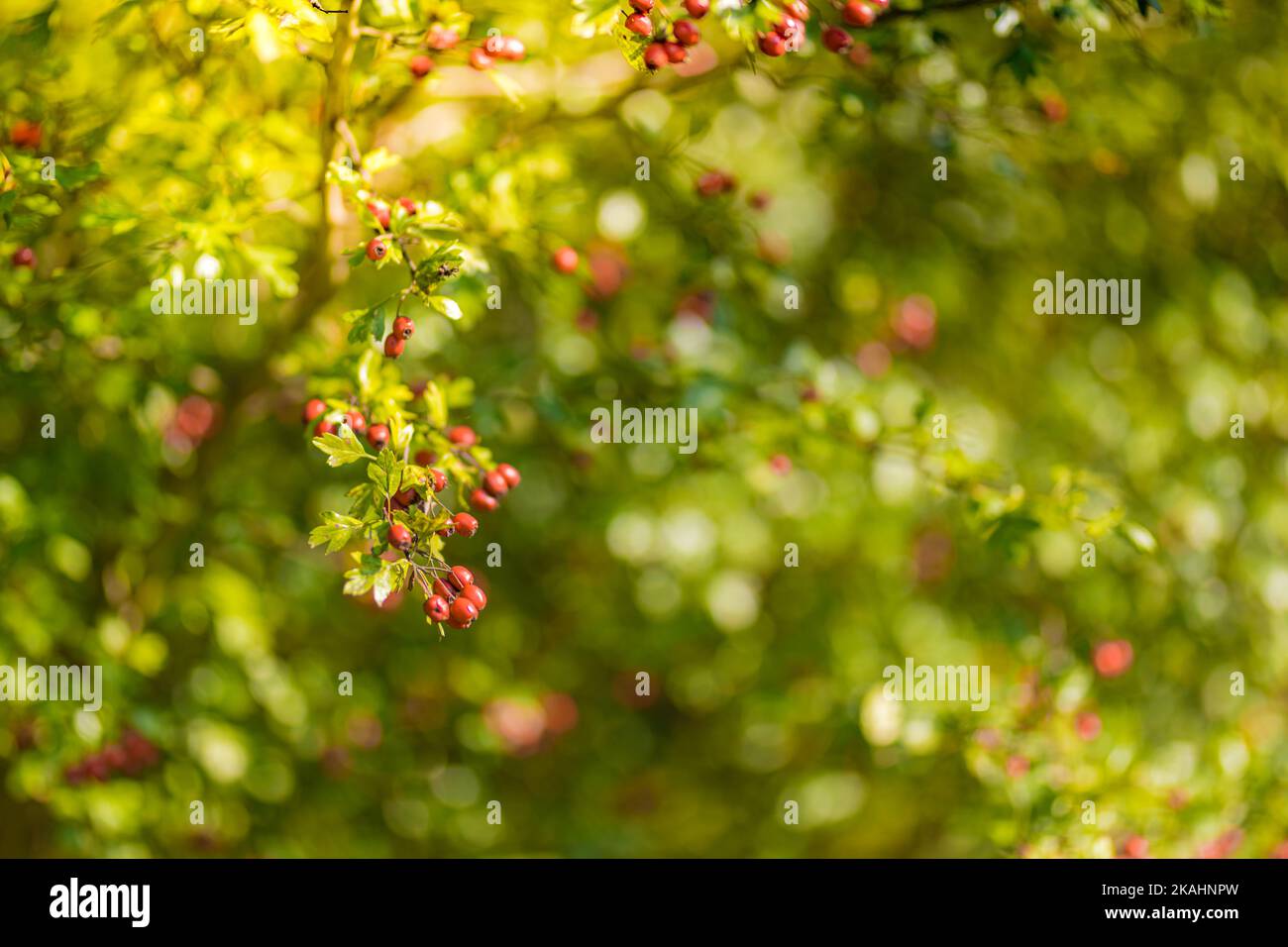 Brousse de saison avec beaucoup de baies rouges sur les branches, fond automnal. Gros plan coloré automne buissons sauvages avec baies rouges dans le parc Banque D'Images