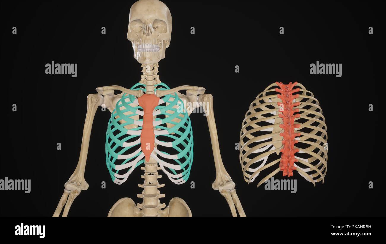 Illustration médicale de la cage à côtes, vue avant et vue arrière isolée de l'arrière-plan noir Banque D'Images