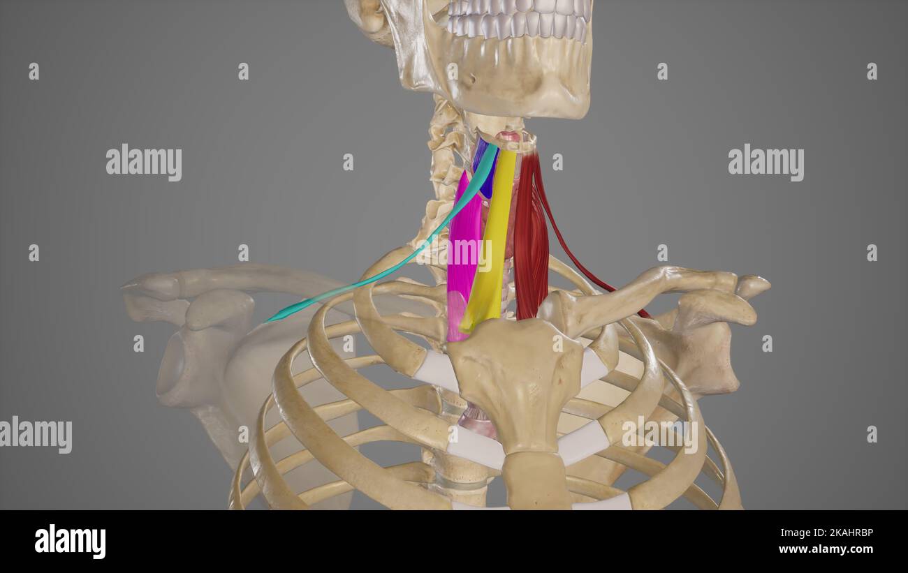 Illustration médicale des muscles Infrahyoïdes Banque D'Images