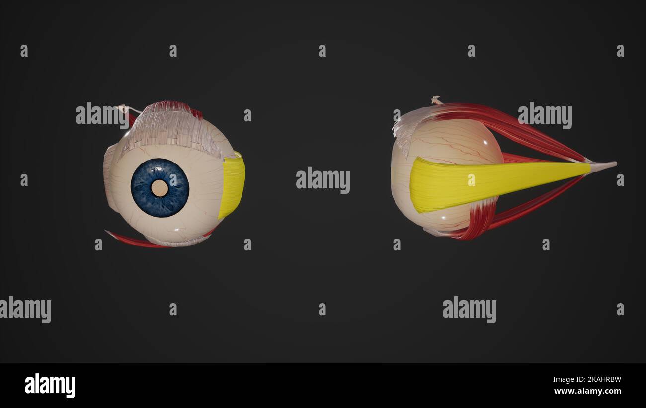 Illustration médicale du muscle Rectus latéral Banque D'Images