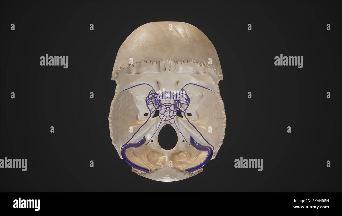 Sinus veineux dural appariés Banque D'Images