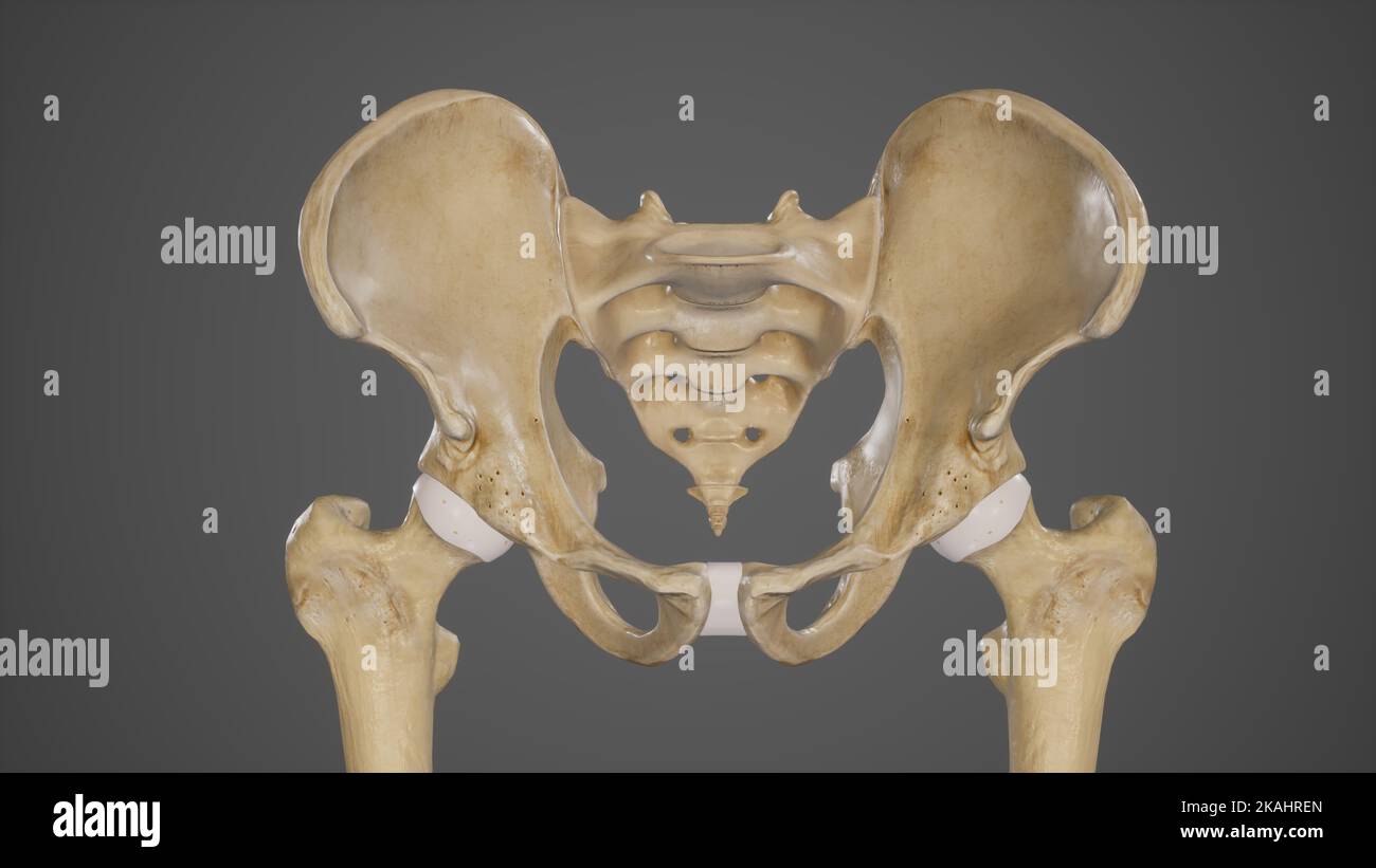 Ilustration médicale des os pelviens-os de hanche Banque D'Images