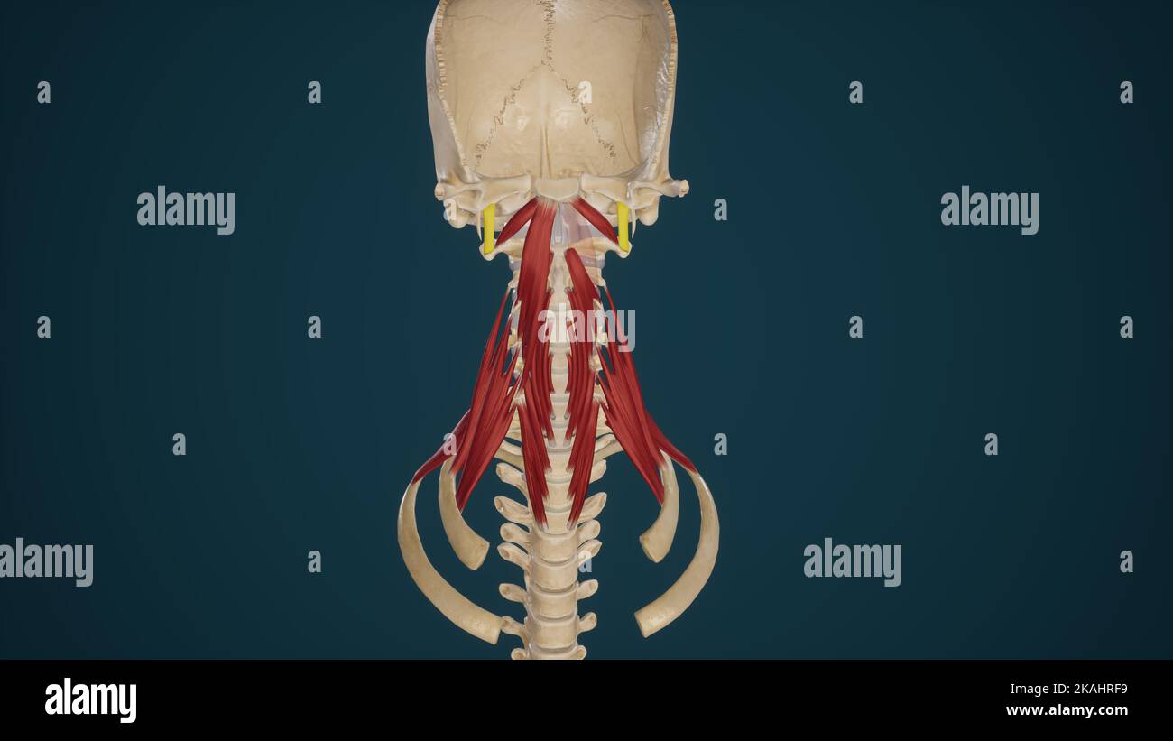 Illustration médicale précise de Rectus Capitis lateralis Banque D'Images