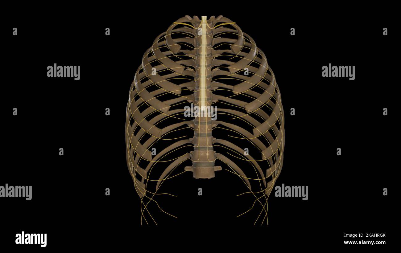 Illustration médicale des nerfs spinaux thoraciques Banque D'Images