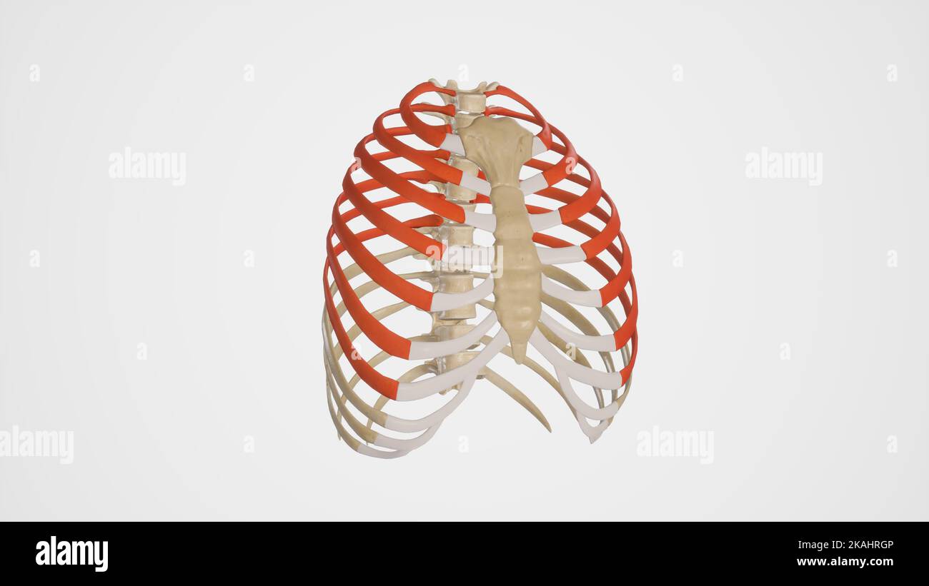 Illustration médicale d'une cage à côtes avec des nervures de couleur vraie sur fond blanc Banque D'Images