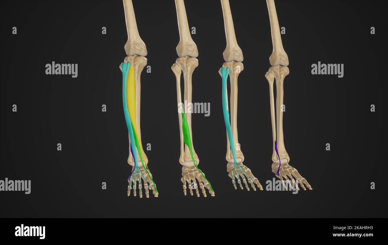 Illustration médicale des muscles antérieurs de la jambe (dorsiflexors) Banque D'Images