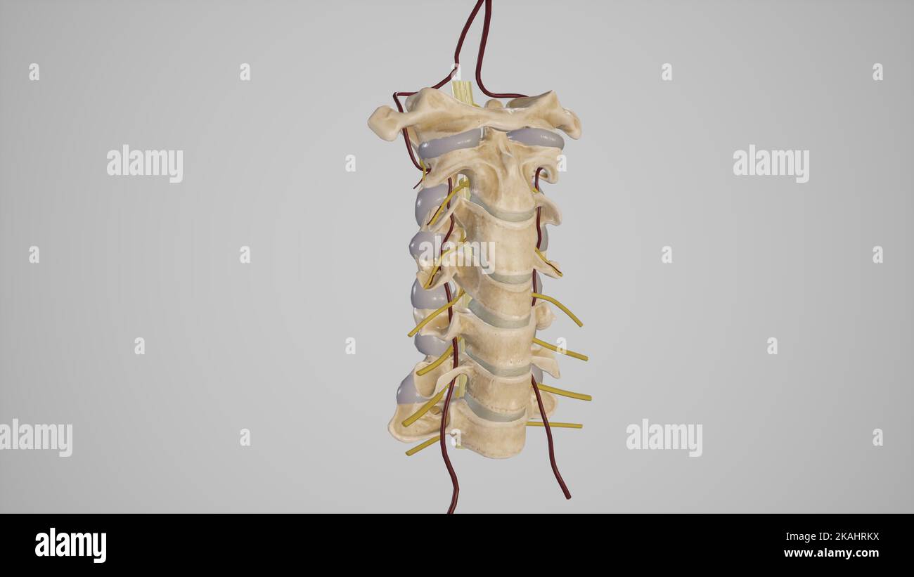 Illustration médicale de la colonne cervicale avec artères vertébrales et nerfs spinaux émergents - vue latérale Banque D'Images