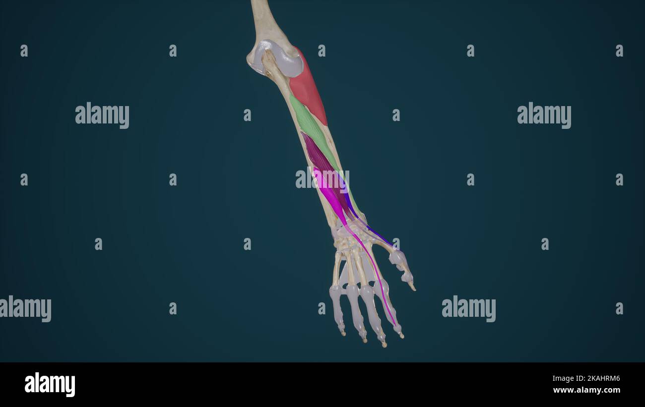 Muscles extenseurs profonds de l'avant-bras Banque D'Images