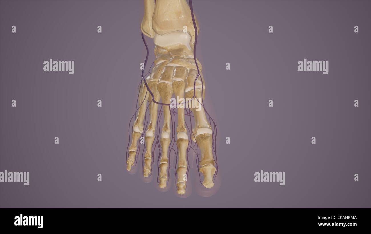 Anatomie de l'arche veineuse dorsale du pied Banque D'Images
