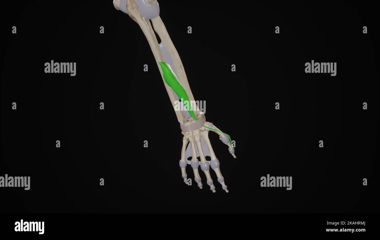 Extensor Policis Longus Anatomie Banque D'Images