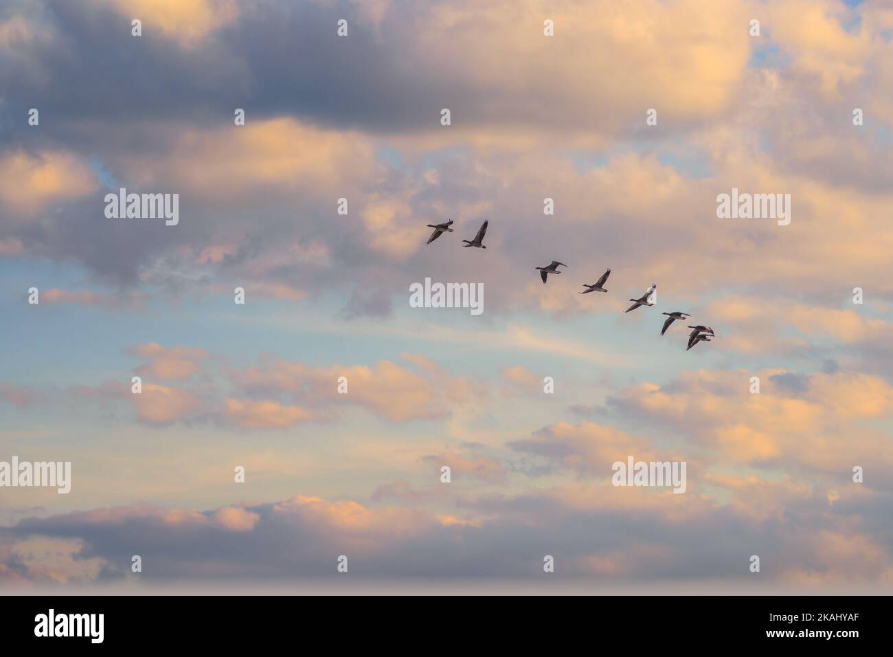 Lever du soleil avec un groupe d'oiseaux. Magnifique ciel nuageux au lever du soleil avec les oiseaux bienvenus le nouveau matin. Motif nature idyllique Banque D'Images