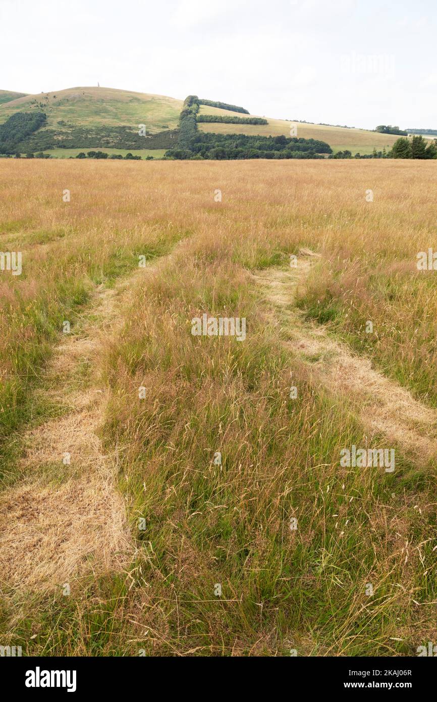 Le feuillage semble former une forme « E » près de Wooler, Northumberland. La colline est à Yeakering. Banque D'Images