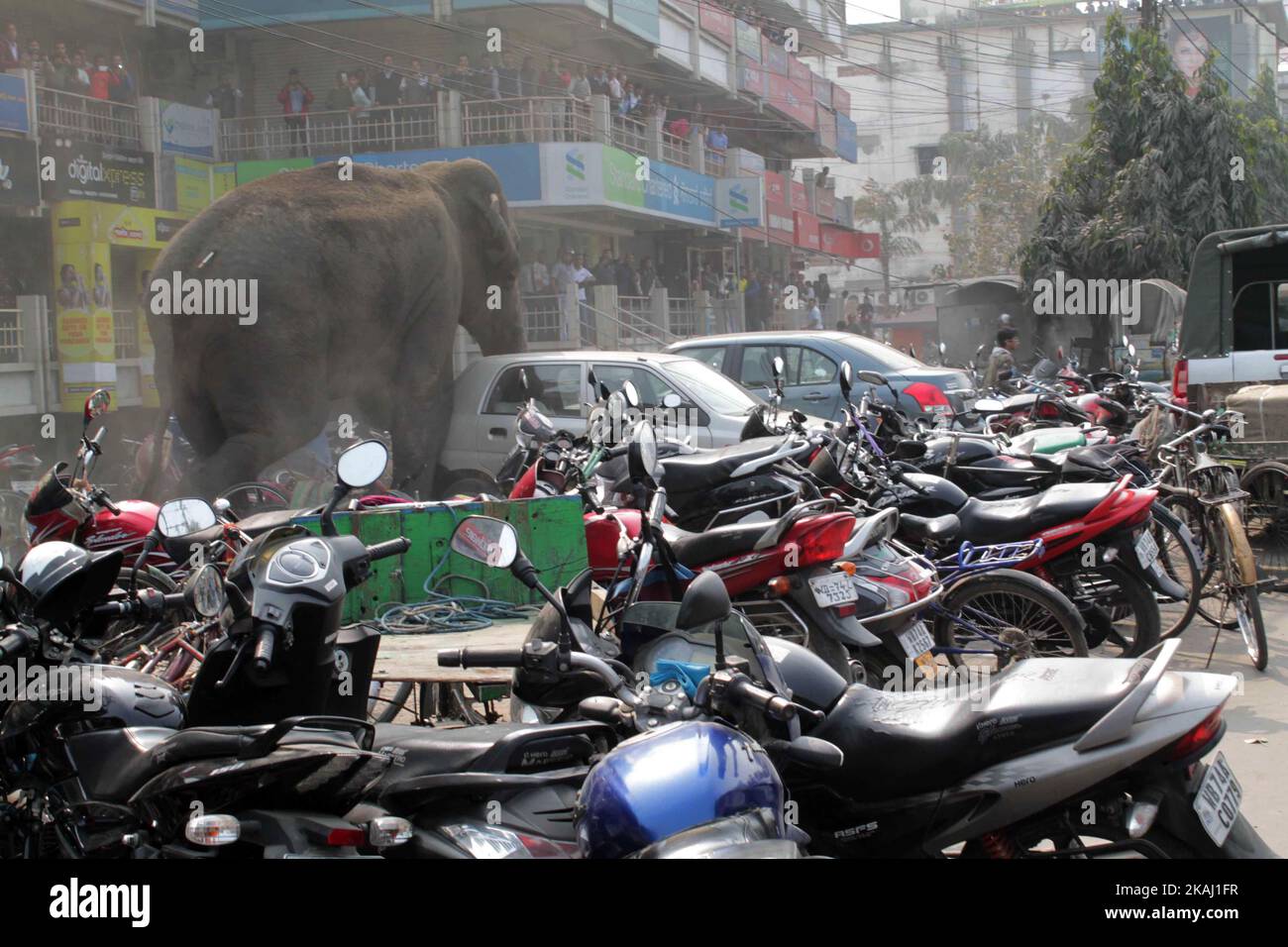 Un éléphant sauvage qui a dévalé dans la ville se tient après que les autorités l'ont tiré avec un fusil tranquillisant à Siliguri, dans l'État du Bengale occidental, Inde, le mercredi 10 février 2016. L'éléphant s'était erré de la forêt de Baïkonthapur mercredi, traversant des routes et une petite rivière avant d'entrer dans la ville. L'éléphant paniqué courait un amok, piétinant des voitures garées et des motos avant d'être tranquillisé. (Photo par S Majumper/NurPhoto) *** Veuillez utiliser le crédit du champ de crédit *** Banque D'Images