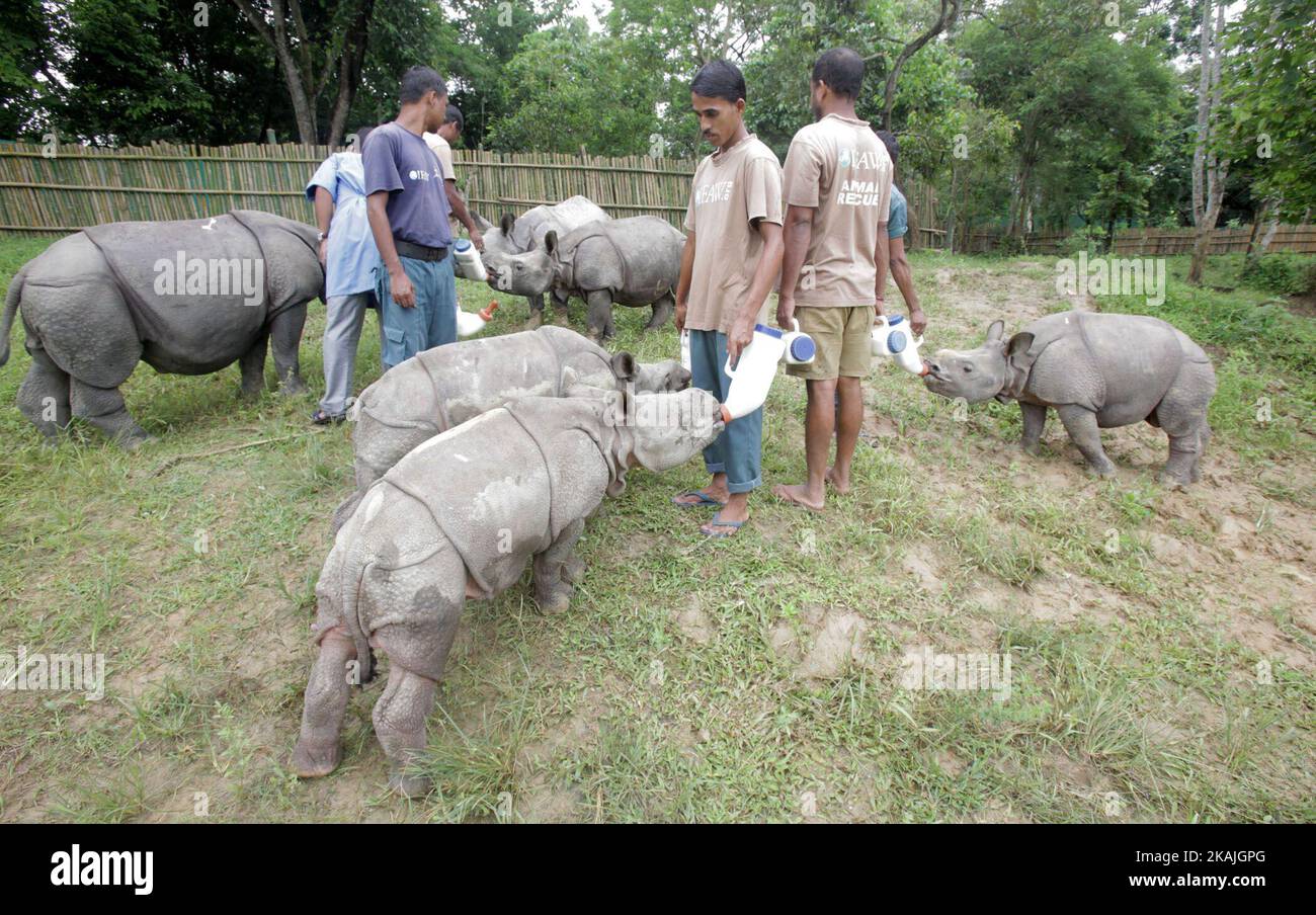 Les travailleurs nourrissent les veaux de rhinocéros qui ont été sauvés de la récente inondation de Kaziranga dans un enclos de fortune temporaire à Kaziranga, dans l'État d'Assam, au nord-est de l'Inde, mardi, 06 septembre 2016. Huit veaux Rhino ont été sauvés au cours de la récente inondation à Assam par le Centre pour la réhabilitation de la faune et la conservation de la faune sauvage de l'Inde (CWRC-WTI) et ont été gardés dans un enclos de fortune dans un environnement naturel dans le cadre du processus de stabilisation pour rendre la sensation de Rhino de l'environnement. (Photo de Caisii Mao/NurPhoto) *** Veuillez utiliser le crédit du champ de crédit *** Banque D'Images