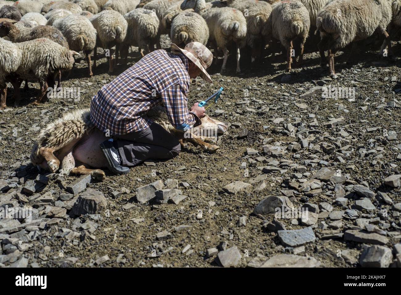 Un berger déchaîne la corne d'un mouton dans les montagnes près du village de Khinalig, région de Quba, Azerbaïdjan. La principale activité à Khinalig est l'élevage de moutons. La richesse de la famille dépend du nombre de. Les gens mangent de la viande de mouton; utilisez la laine pour les couvertures et les oreillers. Parfois, ils vendent la laine aux usines de tapis. Les familles avec un grand nombre de moutons paient un berger pour emmener les animaux dans les vallées de montagne pendant les mois d'été. ( (Photo par Oleksandr Rupeta/NurPhoto)) *** Veuillez utiliser le crédit du champ de crédit *** Banque D'Images