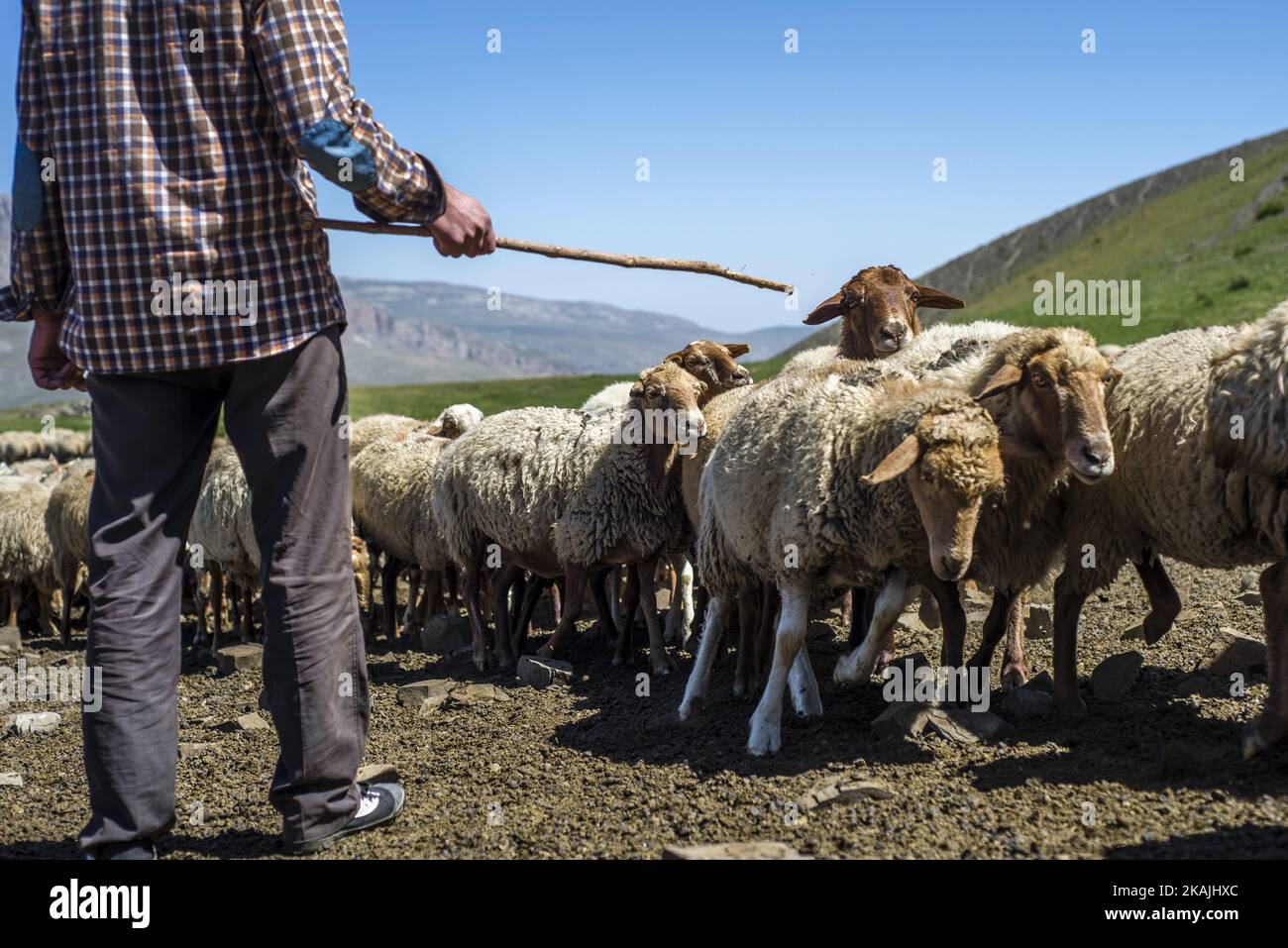 Un berger compte des moutons dans les montagnes près du village de Khinalig, dans la région de Quba, en Azerbaïdjan. La principale activité à Khinalig est l'élevage de moutons. La richesse de la famille dépend du nombre de. Les gens mangent de la viande de mouton; utilisez la laine pour les couvertures et les oreillers. Parfois, ils vendent la laine aux usines de tapis. Les familles avec un grand nombre de moutons paient un berger pour emmener les animaux dans les vallées de montagne pendant les mois d'été. ( (Photo par Oleksandr Rupeta/NurPhoto)) *** Veuillez utiliser le crédit du champ de crédit *** Banque D'Images