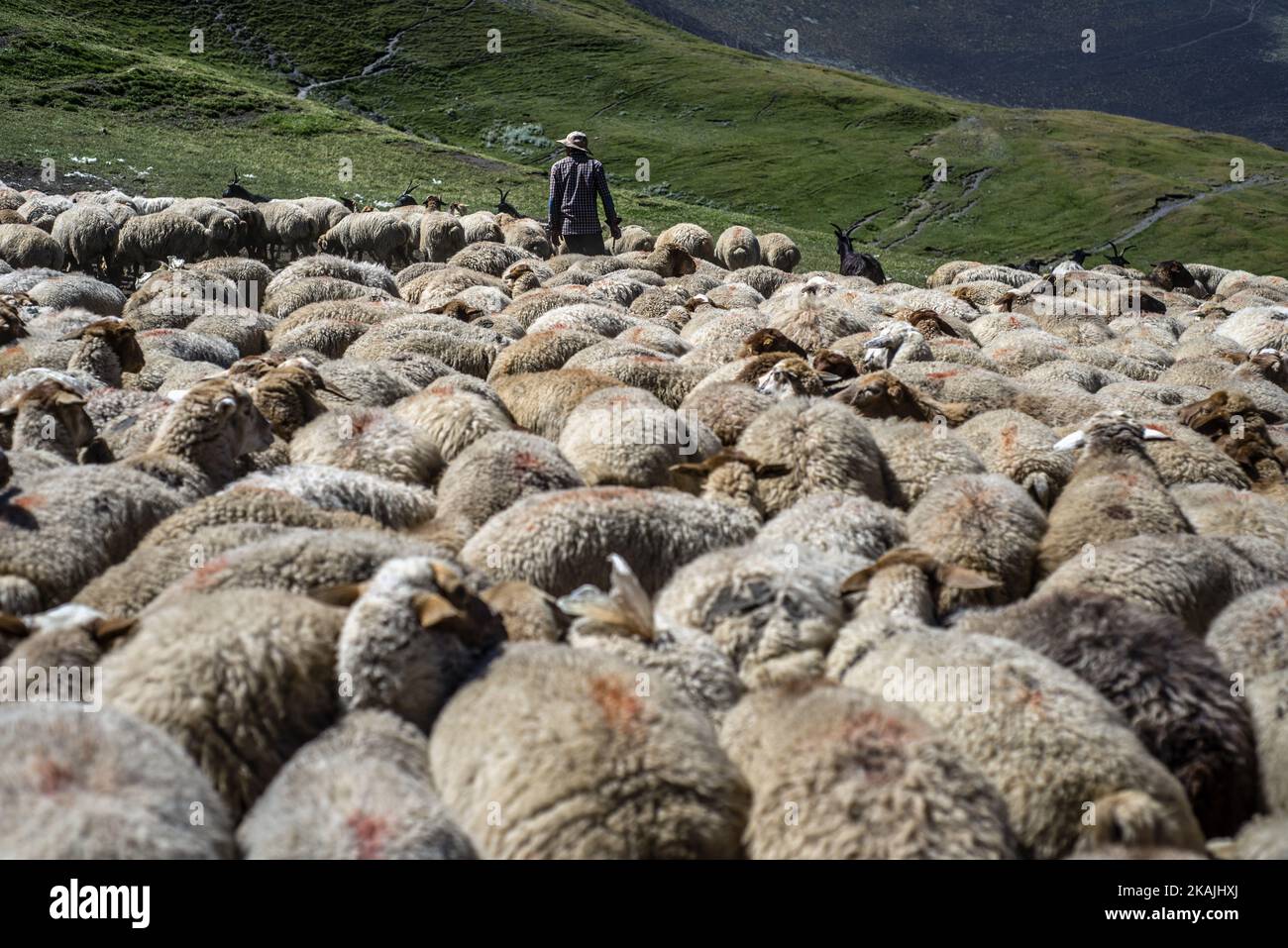 Un berger compte des moutons dans les montagnes près du village de Khinalig, dans la région de Quba, en Azerbaïdjan. La principale activité à Khinalig est l'élevage de moutons. La richesse de la famille dépend du nombre de. Les gens mangent de la viande de mouton; utilisez la laine pour les couvertures et les oreillers. Parfois, ils vendent la laine aux usines de tapis. Les familles avec un grand nombre de moutons paient un berger pour emmener les animaux dans les vallées de montagne pendant les mois d'été. ( (Photo par Oleksandr Rupeta/NurPhoto)) *** Veuillez utiliser le crédit du champ de crédit *** Banque D'Images