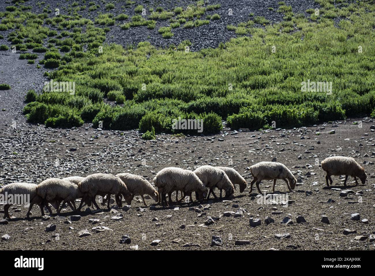 Troupeau de moutons pâturages dans les montagnes près du village de Khinalig, région de Quba, Azerbaïdjan. La principale activité à Khinalig est l'élevage de moutons. La richesse de la famille dépend du nombre de. Les gens mangent de la viande de mouton; utilisez la laine pour les couvertures et les oreillers. Parfois, ils vendent la laine aux usines de tapis. Les familles avec un grand nombre de moutons paient un berger pour emmener les animaux dans les vallées de montagne pendant les mois d'été. ( (Photo par Oleksandr Rupeta/NurPhoto)) *** Veuillez utiliser le crédit du champ de crédit *** Banque D'Images