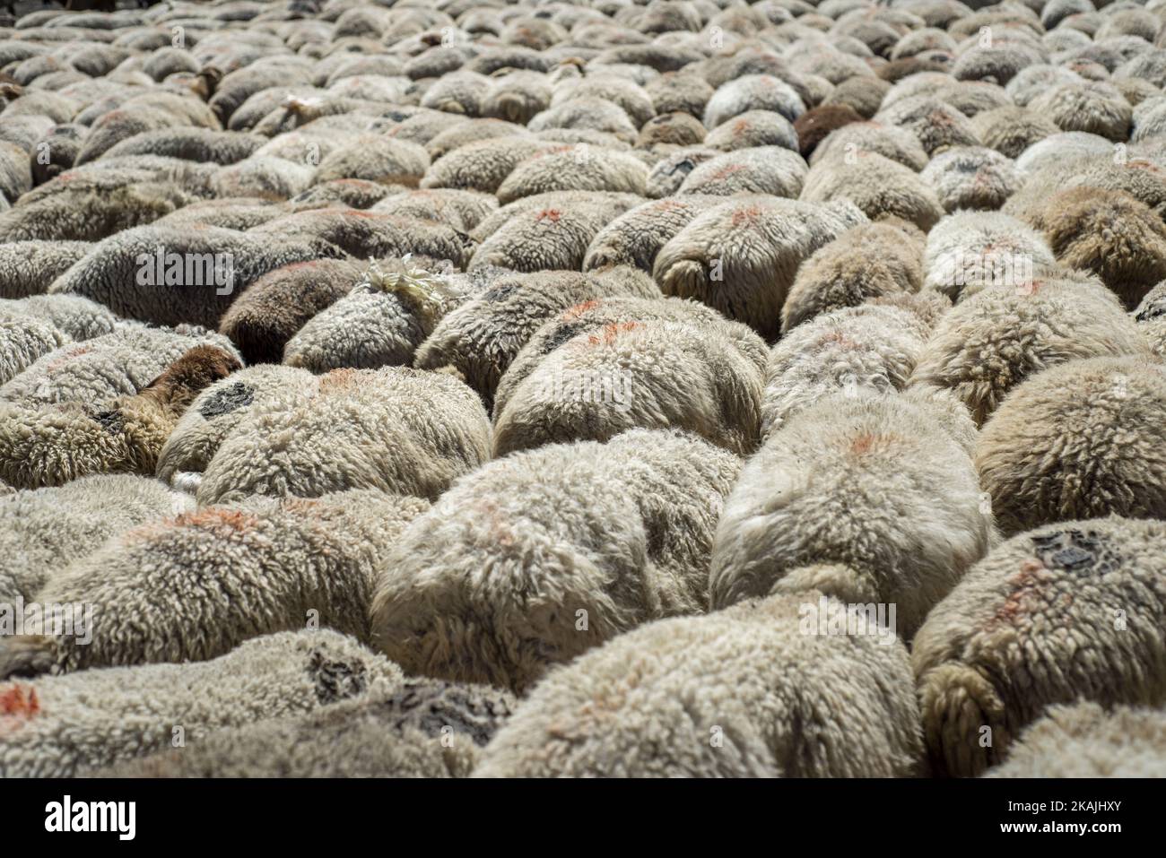 Troupeau de moutons pâturages dans les montagnes près du village de Khinalig, région de Quba, Azerbaïdjan. La principale activité à Khinalig est l'élevage de moutons. La richesse de la famille dépend du nombre de. Les gens mangent de la viande de mouton; utilisez la laine pour les couvertures et les oreillers. Parfois, ils vendent la laine aux usines de tapis. Les familles avec un grand nombre de moutons paient un berger pour emmener les animaux dans les vallées de montagne pendant les mois d'été. ( (Photo par Oleksandr Rupeta/NurPhoto)) *** Veuillez utiliser le crédit du champ de crédit *** Banque D'Images