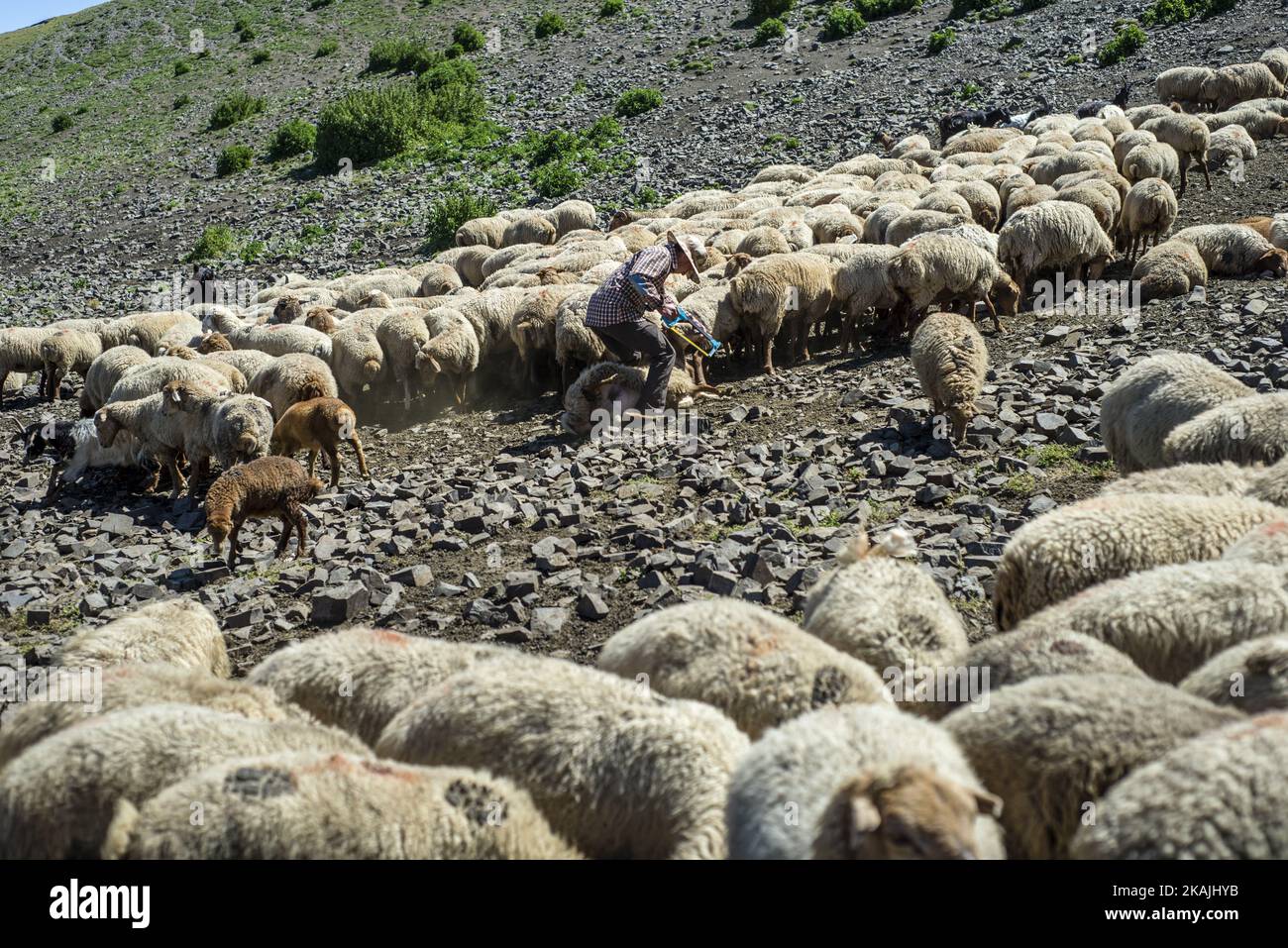 Un berger déchaîne la corne d'un mouton dans les montagnes près du village de Khinalig, région de Quba, Azerbaïdjan. La principale activité à Khinalig est l'élevage de moutons. La richesse de la famille dépend du nombre de. Les gens mangent de la viande de mouton; utilisez la laine pour les couvertures et les oreillers. Parfois, ils vendent la laine aux usines de tapis. Les familles avec un grand nombre de moutons paient un berger pour emmener les animaux dans les vallées de montagne pendant les mois d'été. ( (Photo par Oleksandr Rupeta/NurPhoto)) *** Veuillez utiliser le crédit du champ de crédit *** Banque D'Images