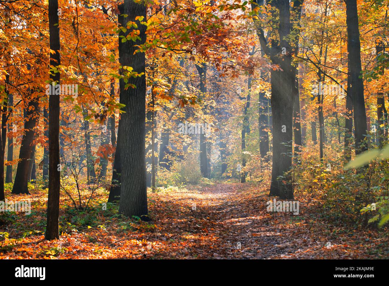 Incroyable nature forestière d'automne. Arbres et feuilles colorés avec ciel bleu ensoleillé. Paysage pittoresque et paisible du parc extérieur rural. Randonnée Banque D'Images