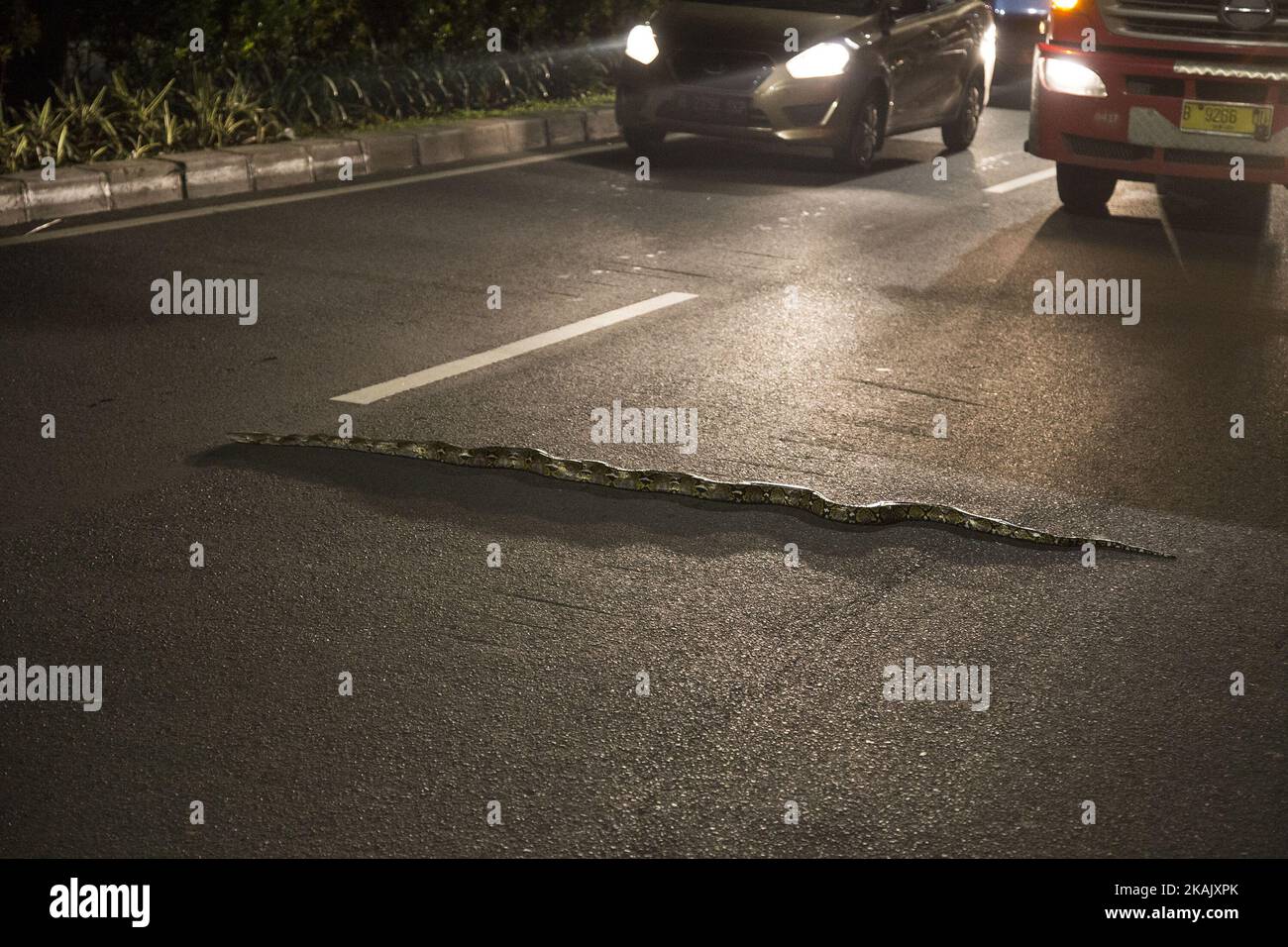 Un type de phython serpent trouvé dans la rue de Halim - Jakarta, Indonésie, le 8 décembre 2016. Le serpent s'est coincé dans la rue causant un peu de trafic, mais gérer évacué par un chauffeur de taxi à la rivière proche à l'emplacement. (Photo par Donal Husni/NurPhoto) *** Veuillez utiliser le crédit du champ de crédit *** Banque D'Images
